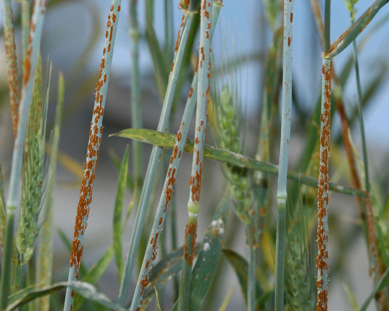 rust-colored fungal spores, wheat stalks, soft blurred background, HD Desktop Wallpaper