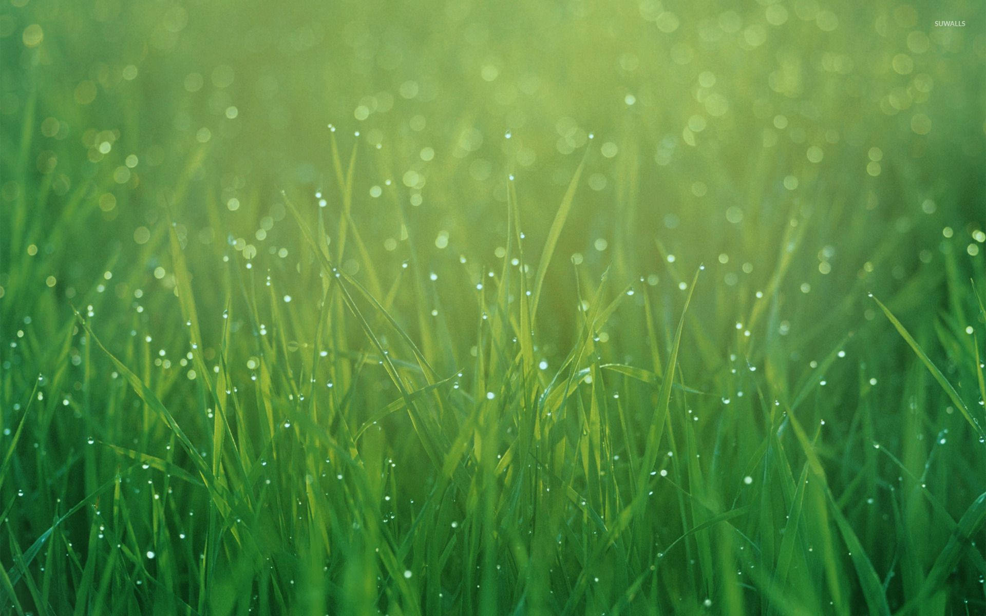 dewdrops, grass, sunlight, Full HD Desktop Wallpaper