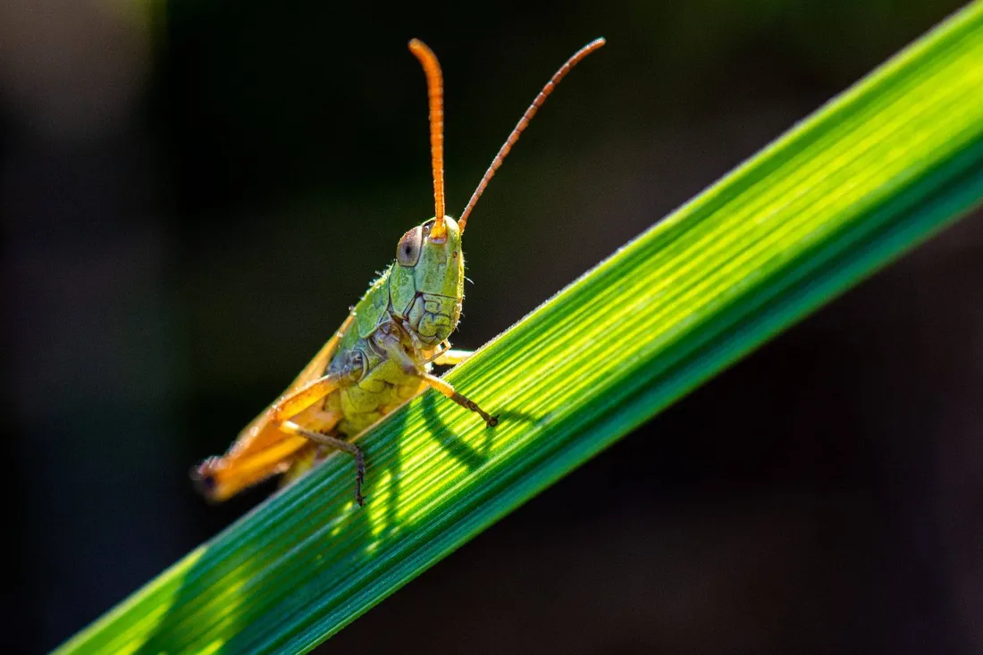 Grasshopper