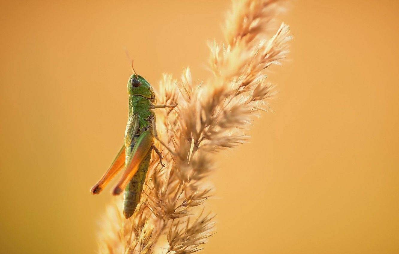 Grasshopper, golden feathery grass, warm amber backdrop, HD Desktop Wallpaper