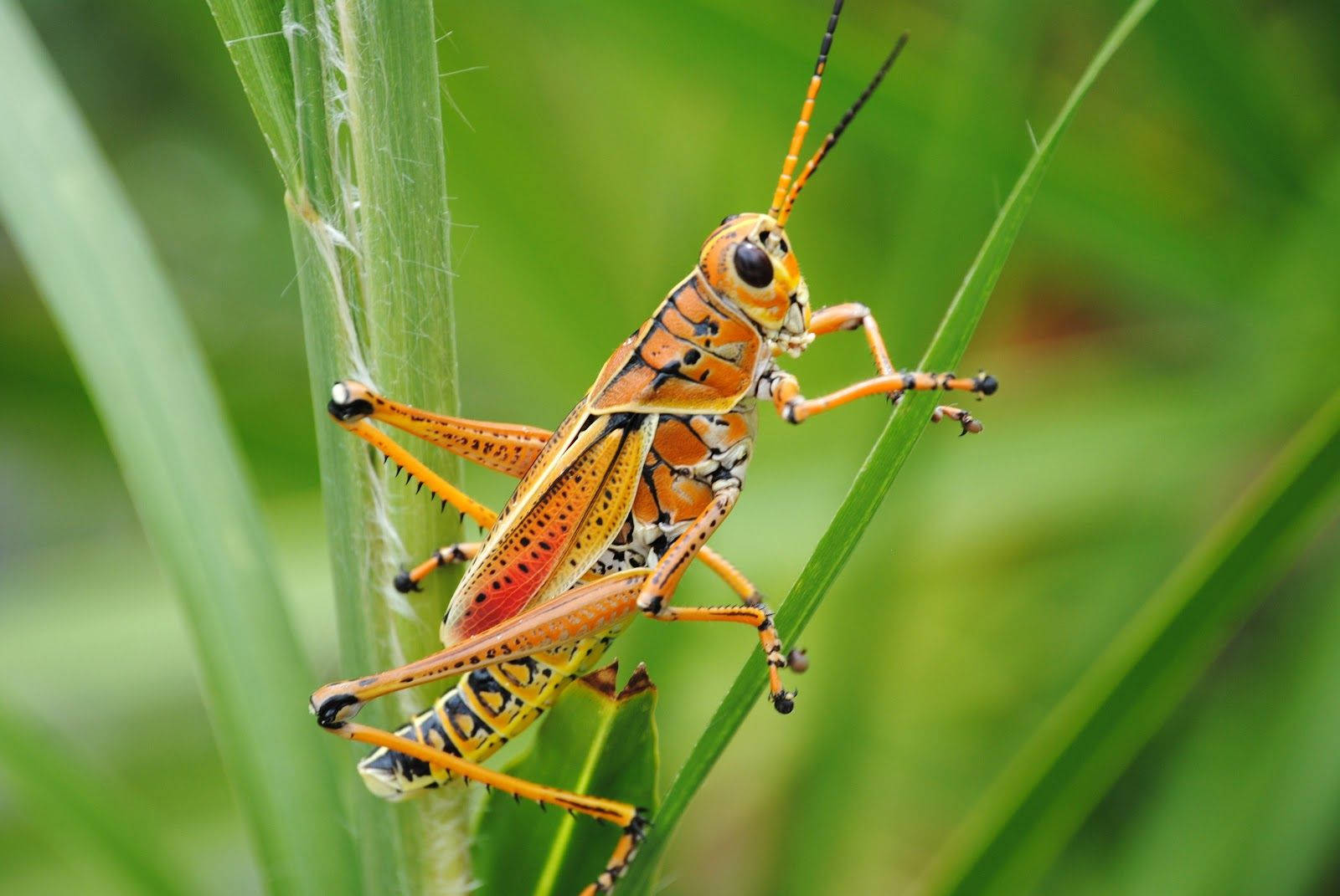 Orange Green Grasshopper, orange, black, HD Desktop Wallpaper