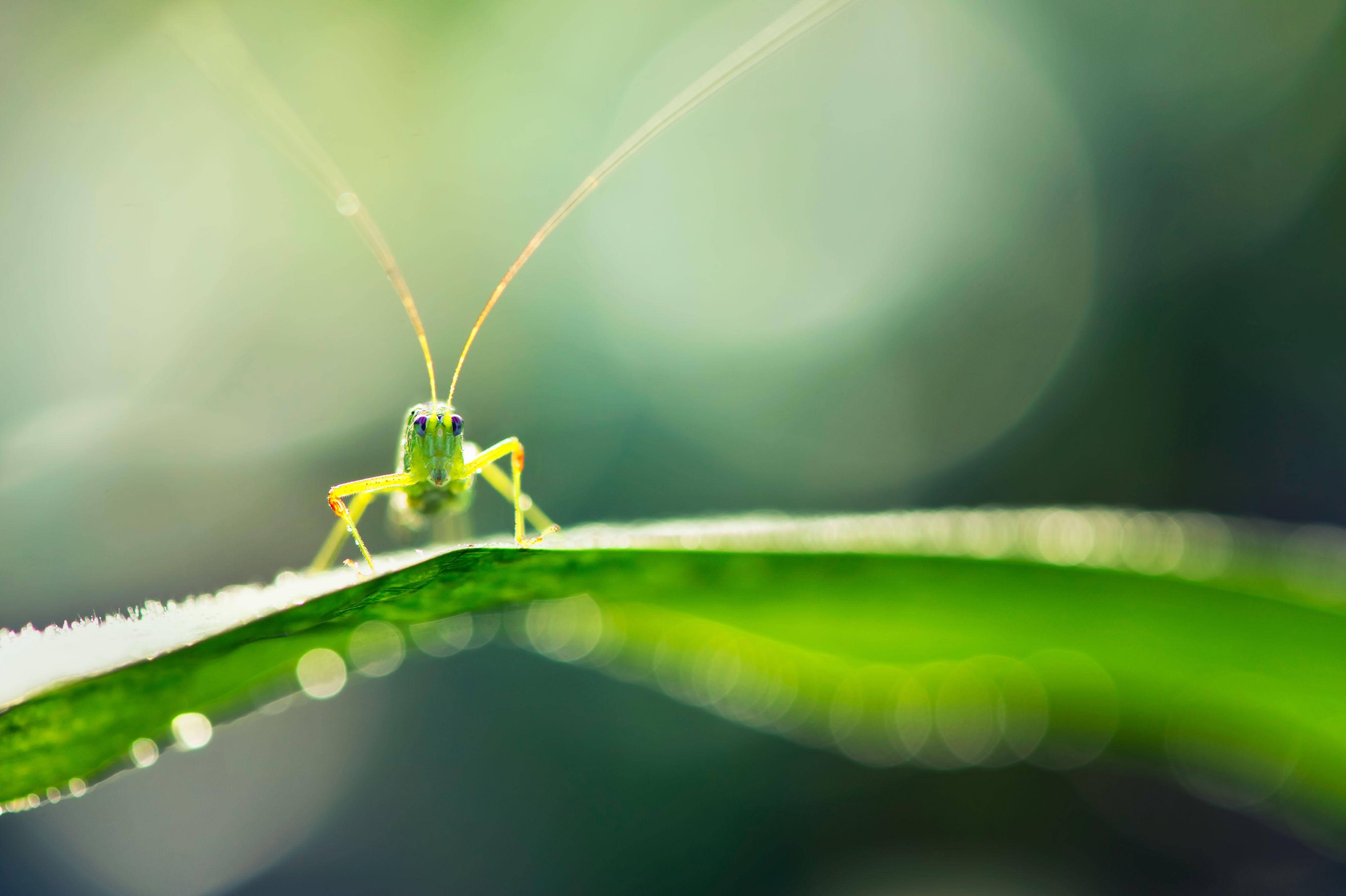 Yellow Green Grasshopper, dew-covered leaf, soft blurred forest backdrop, 4K Desktop Wallpaper