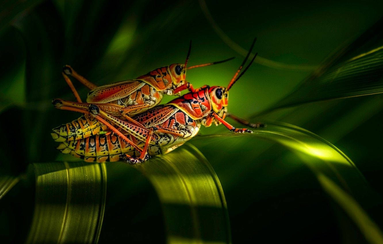 mating red grasshopper, vibrant orange grasshoppers, glossy green leaf, HD Desktop Wallpaper