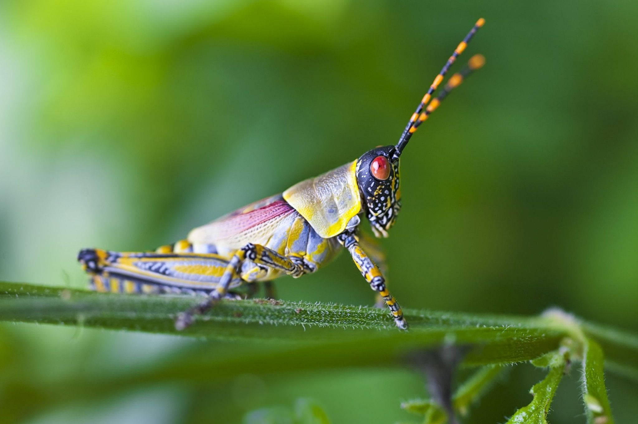 Grasshopper, orange, black antennae, Full HD Desktop Wallpaper