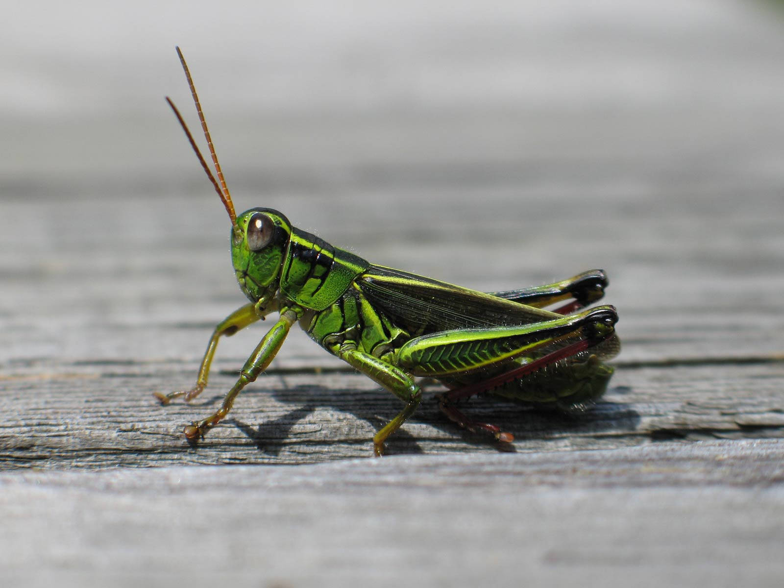 red-legged grasshopper, vibrant green, detailed stripes, HD Desktop Wallpaper