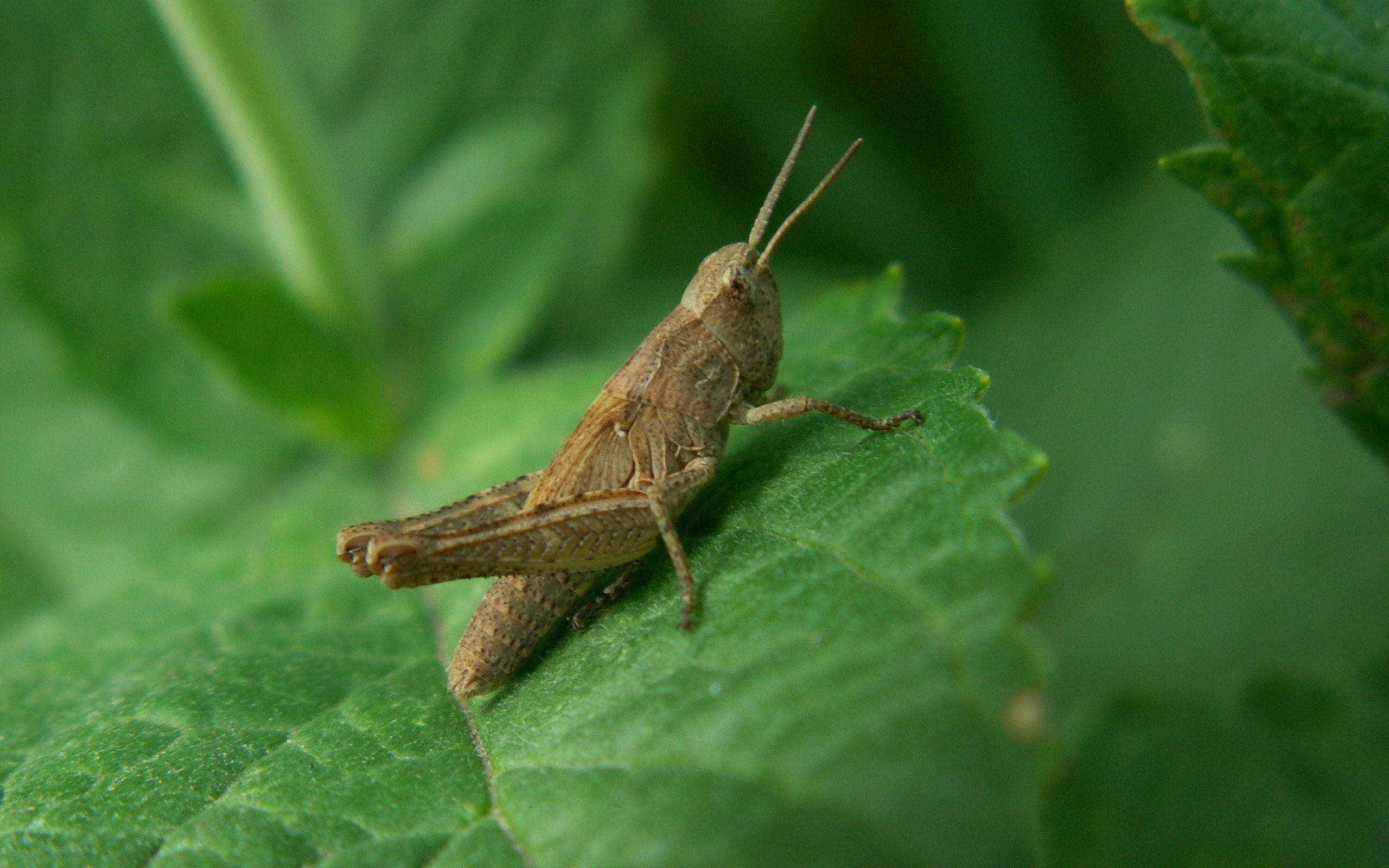 brown rufous grasshopper, vibrant green leaf, natural lighting, 2K Desktop Wallpaper