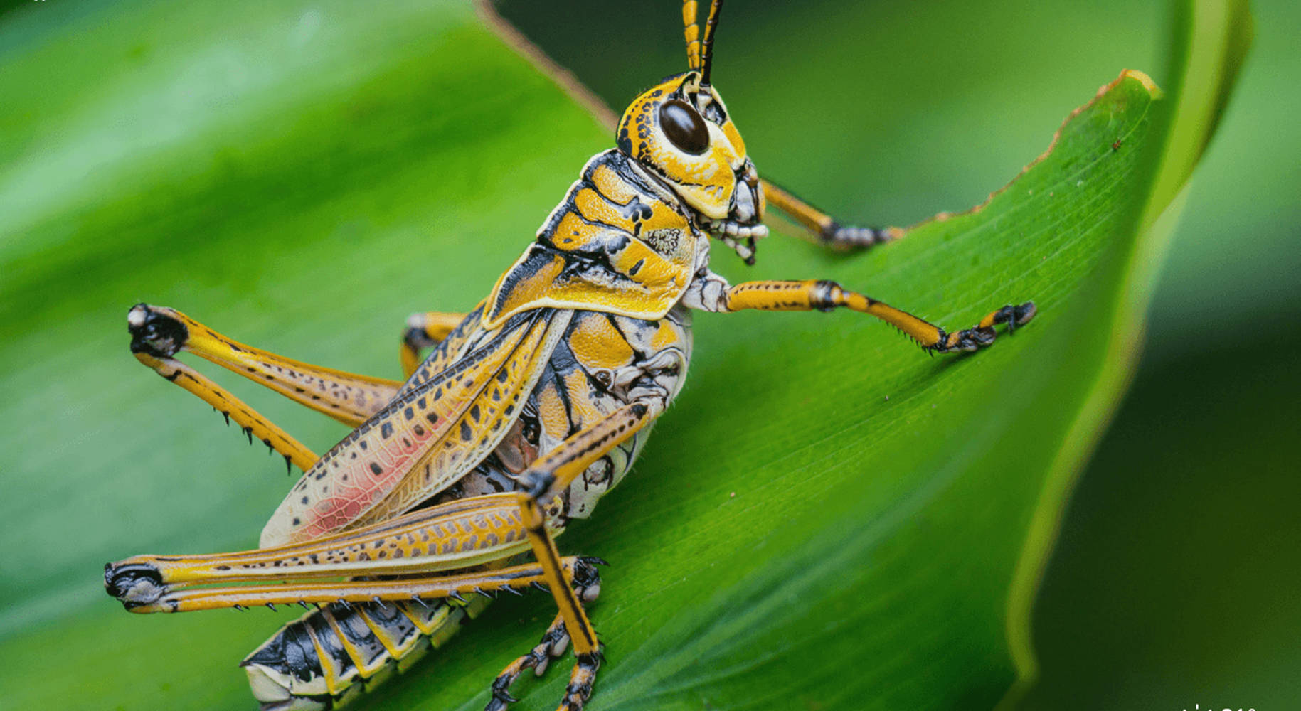 Brown Black Grasshopper, vibrant yellow and black, lush green leaf, HD Desktop Wallpaper