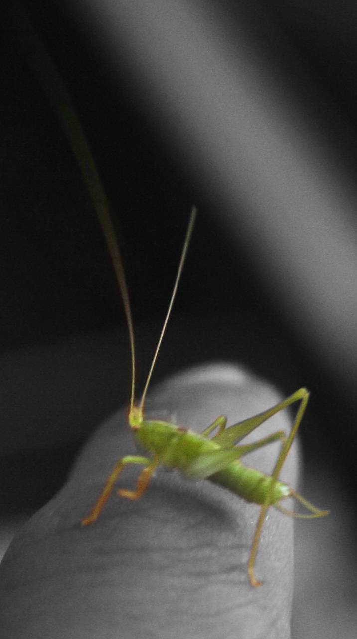 tiny green grasshopper, vibrant green, cricket, HD Phone Wallpaper