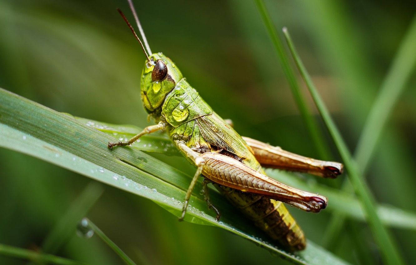 Grasshopper, vibrant green, dew-kissed blade of grass, HD Desktop Wallpaper