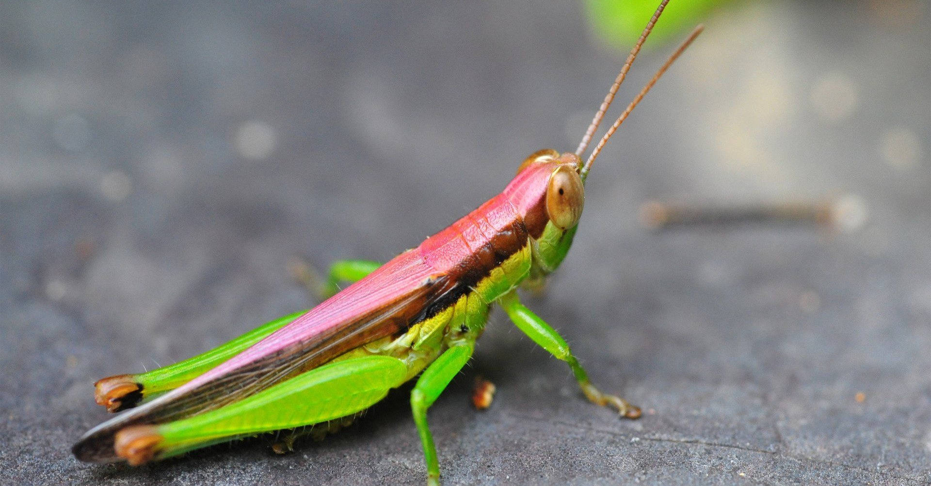 pink green grasshopper, vibrant green, pink, Full HD Desktop Wallpaper