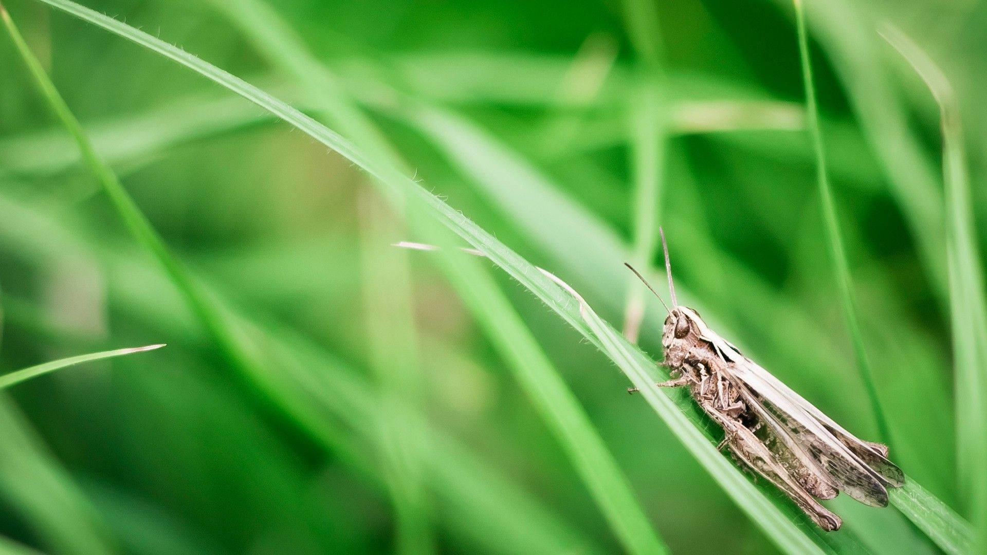 Grey Grassland Grasshopper, brown grasshopper, vibrant green blade of grass, Full HD Desktop Wallpaper