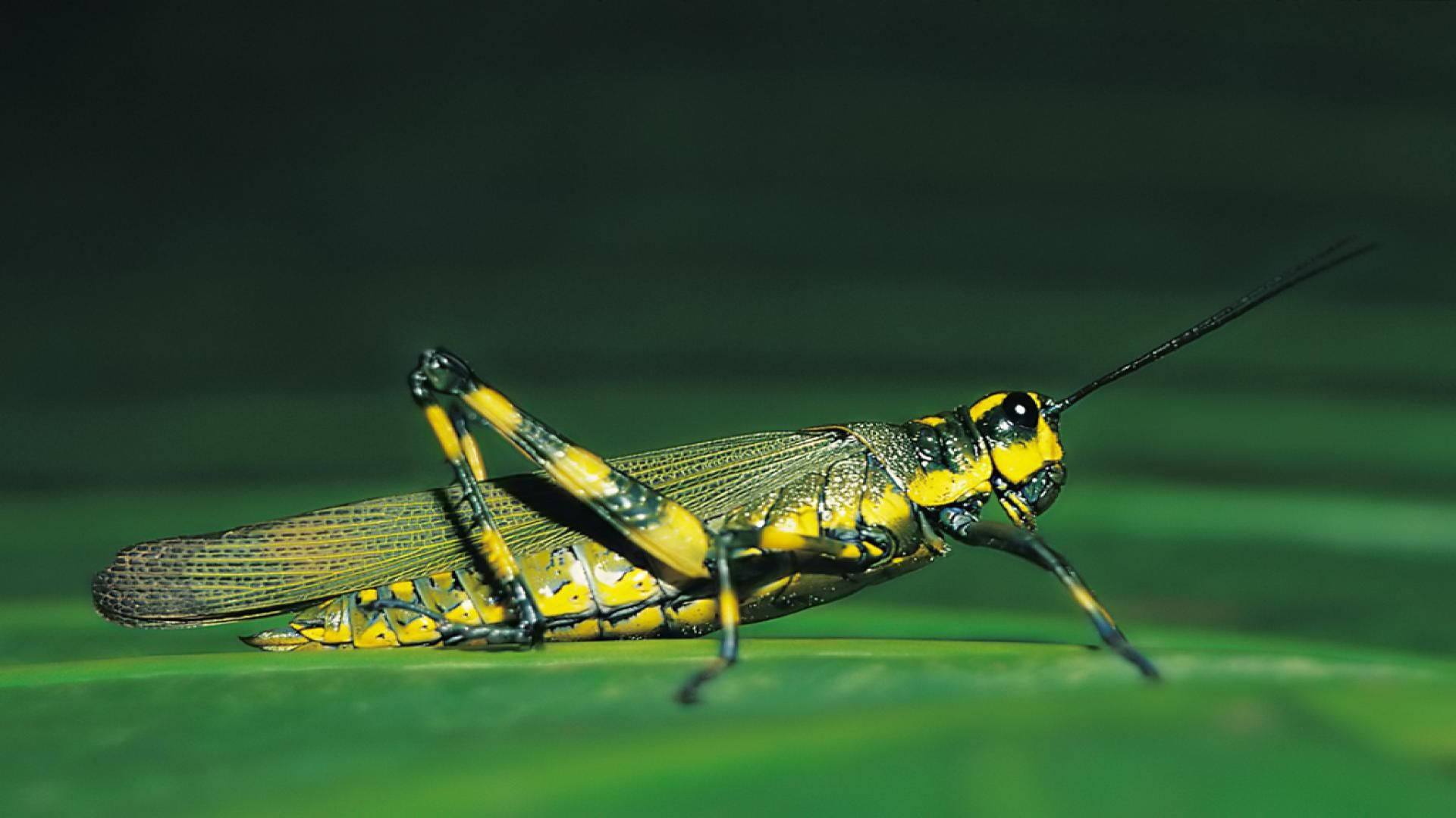 Dark Green Grasshopper, vibrant yellow, black, Full HD Desktop Wallpaper