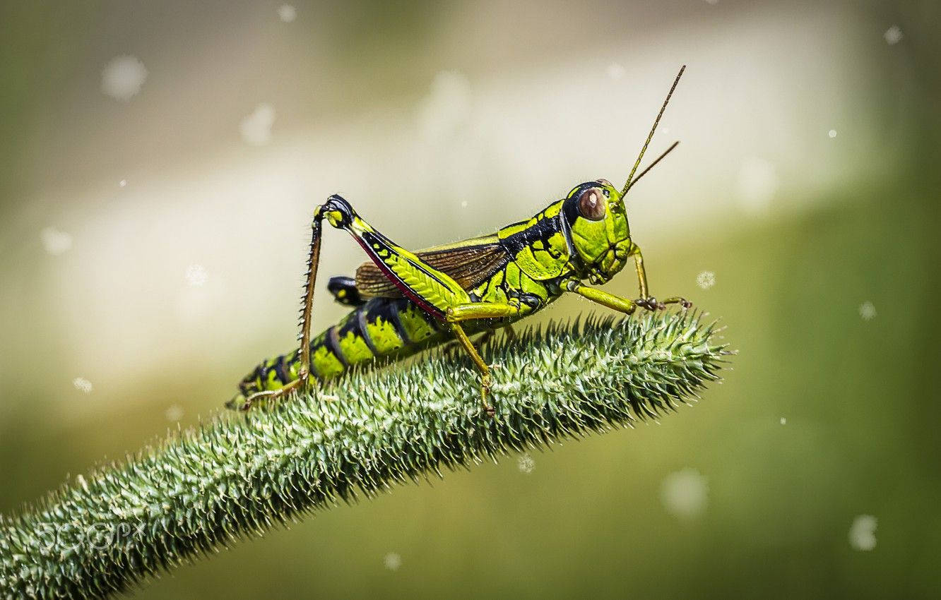 Grasshopper, green grasshopper, black stripes, HD Desktop Wallpaper