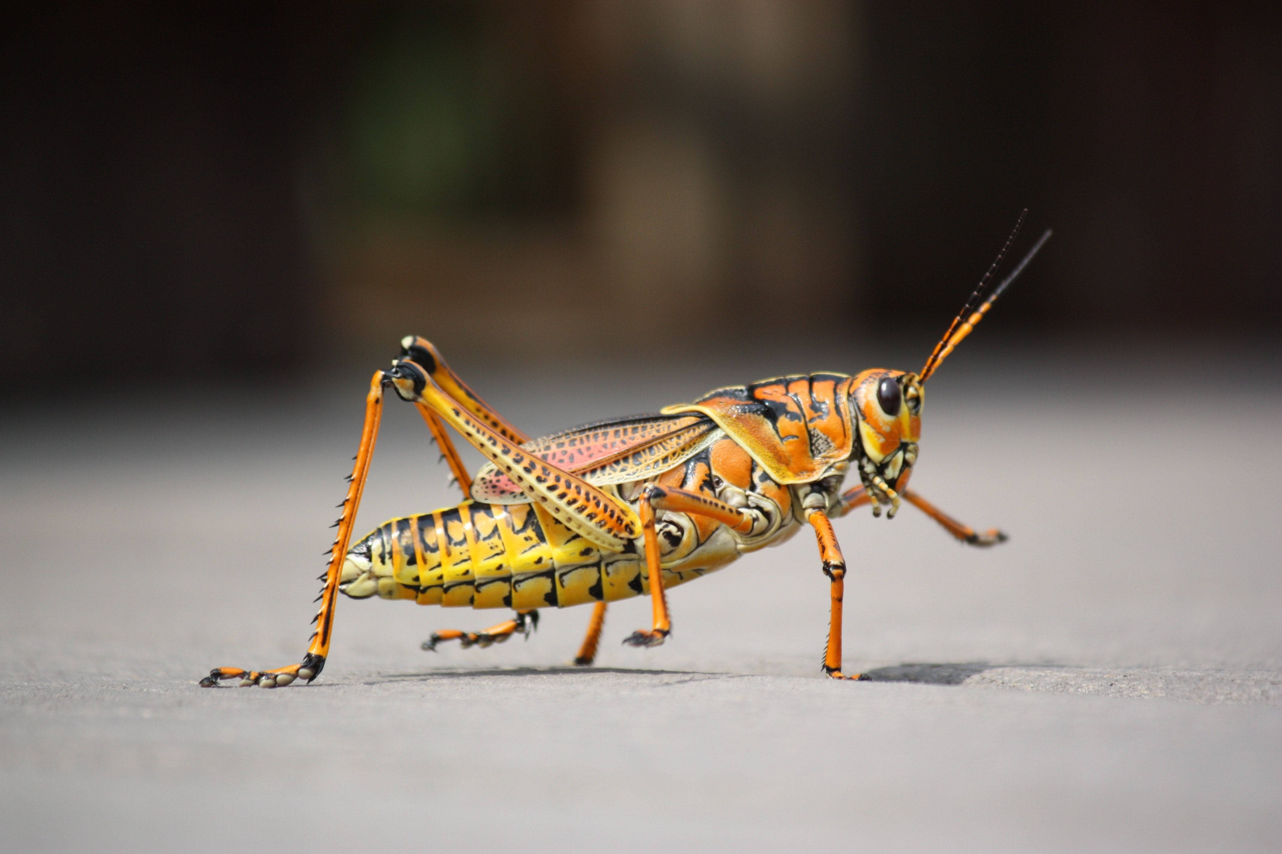 yellow orange grasshopper, orange and black grasshopper, smooth gray surface, 4K Desktop Wallpaper