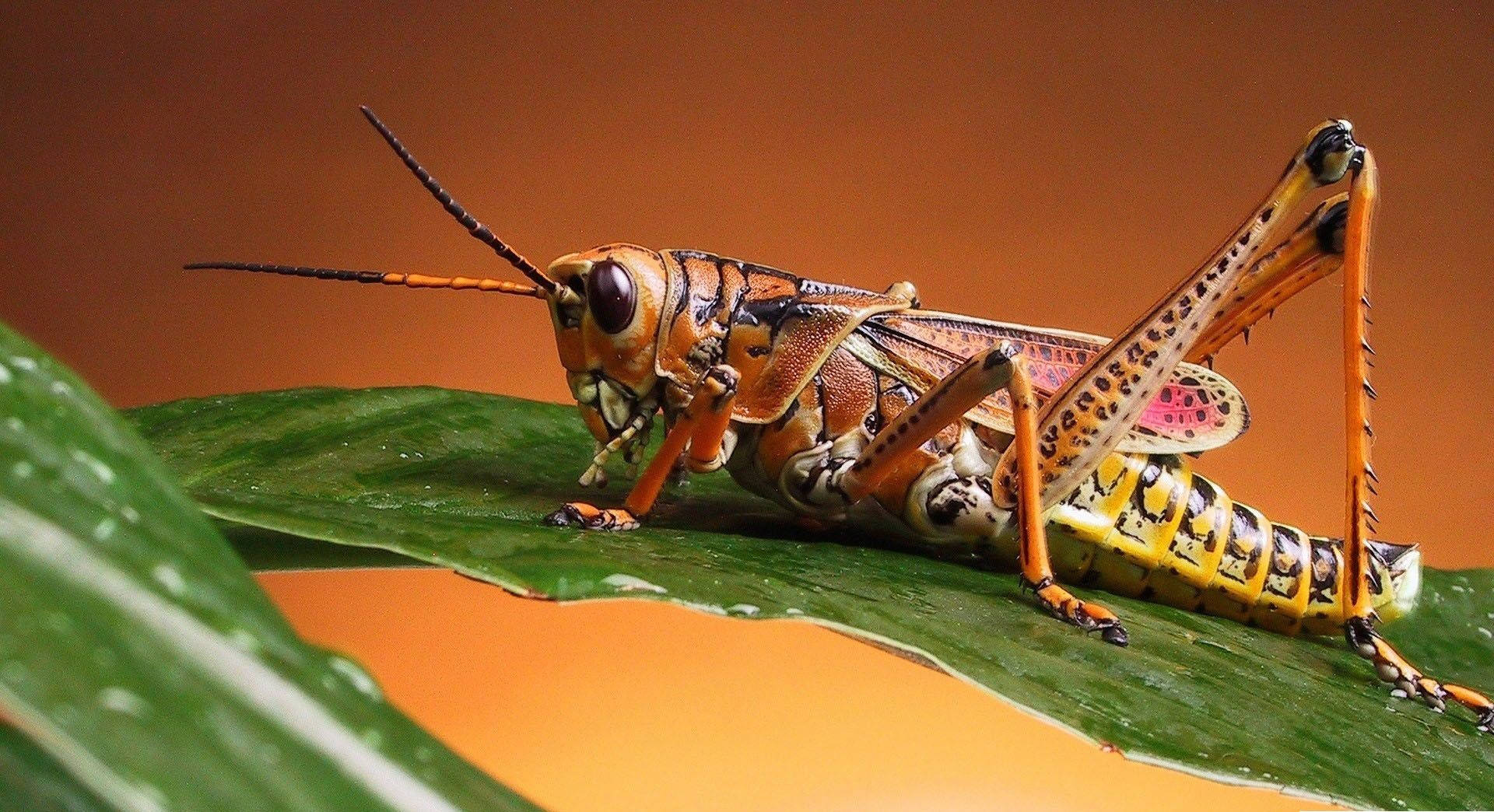 orange-legged grasshopper, glossy green leaf, warm brown background, Full HD Desktop Wallpaper