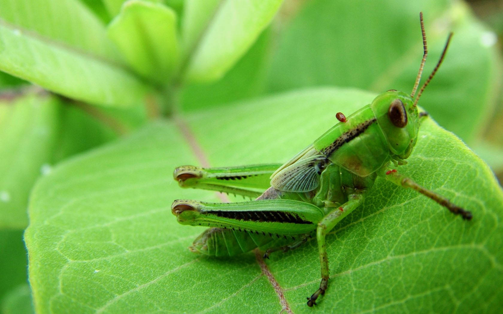 green melanoplinae grasshopper, lush leaf, intricate vein patterns, HD Desktop Wallpaper