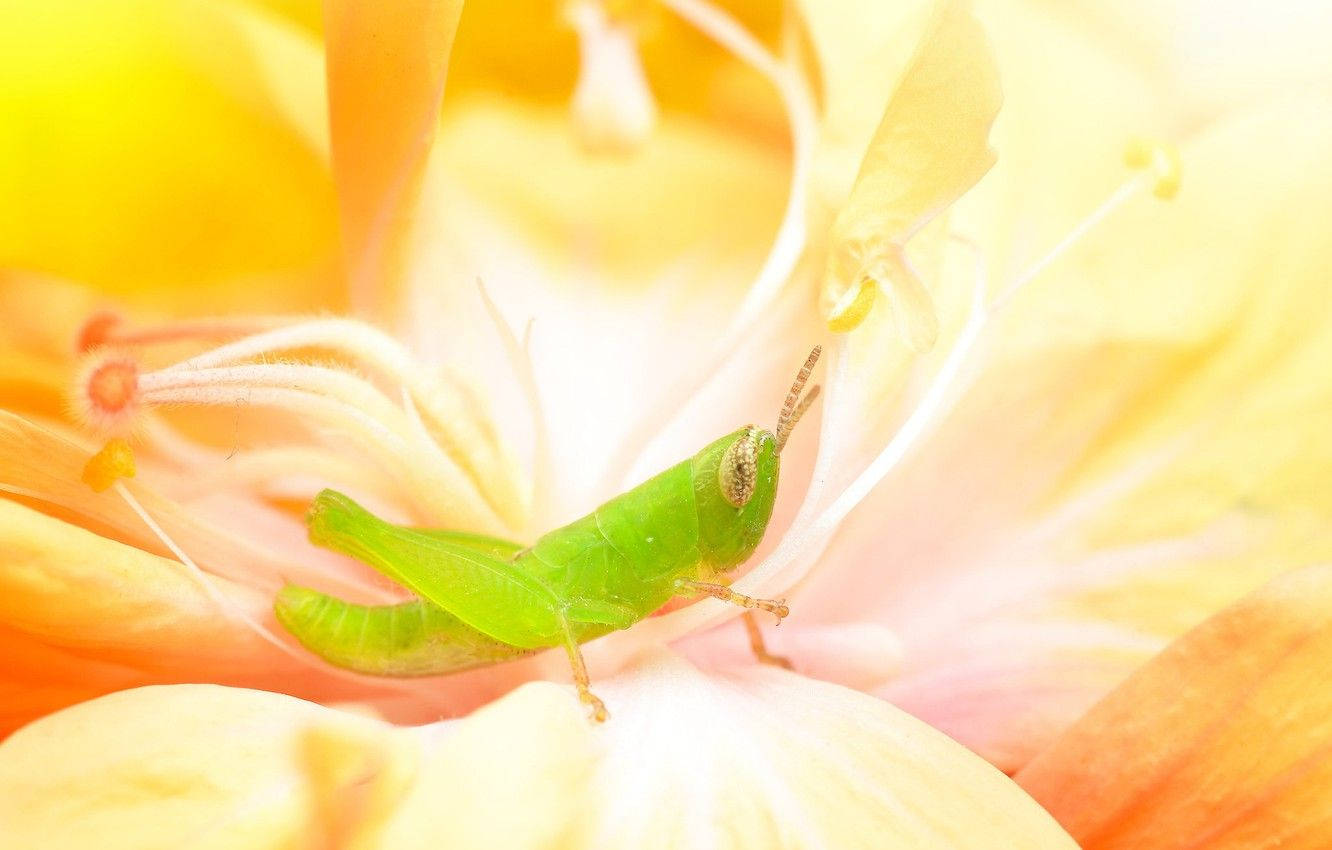 Grasshopper, flower, yellow petals, HD Desktop Wallpaper