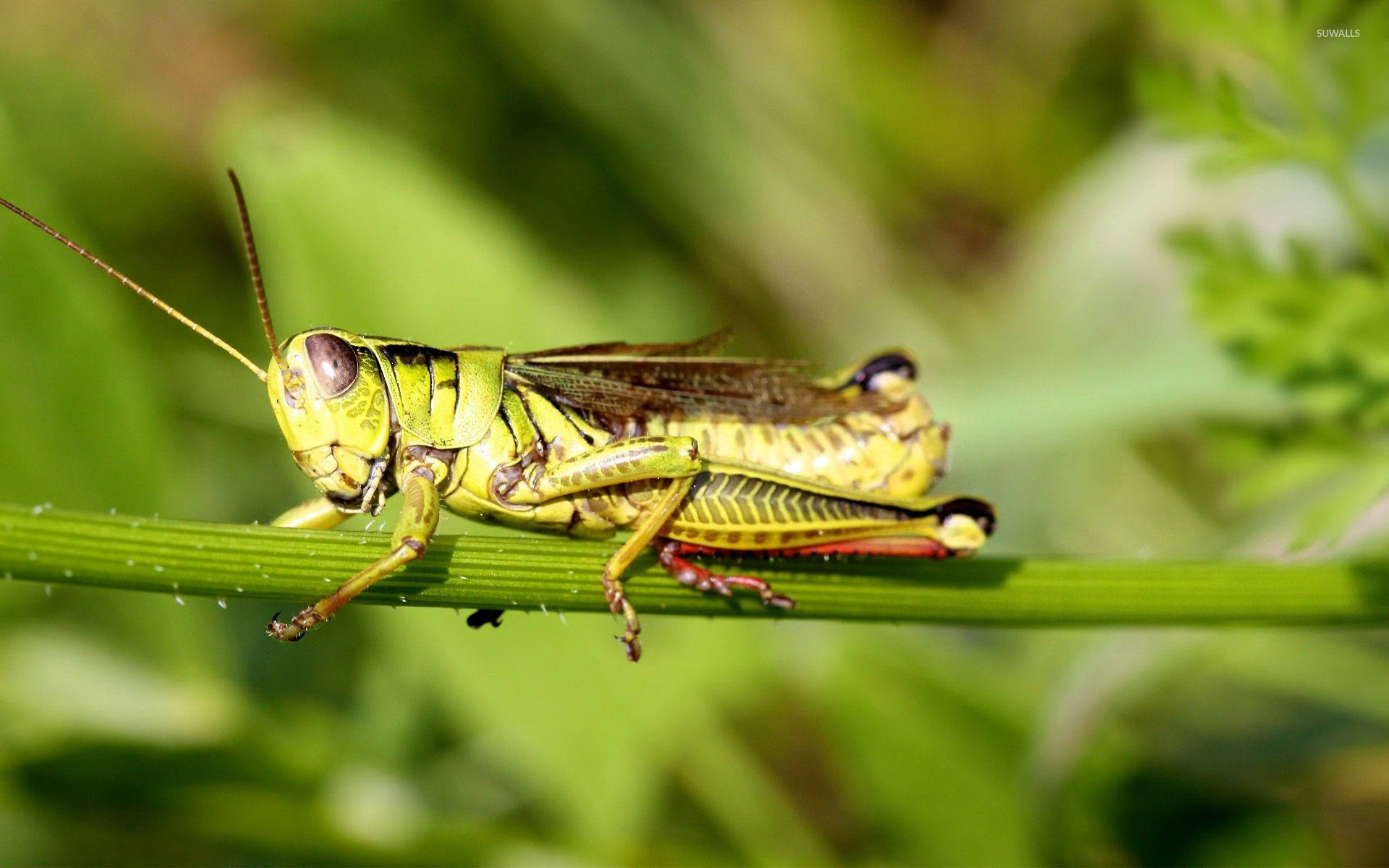 Grasshopper, green grasshopper, blade of grass, Full HD Desktop Wallpaper