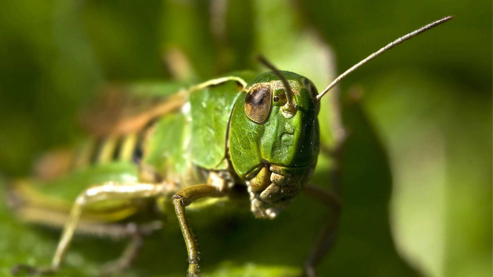 Grasshopper, vibrant green, foliage, HD Desktop Wallpaper