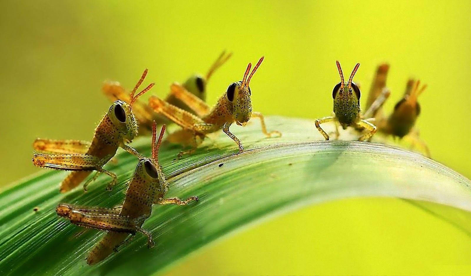 short-horned grasshoppers, curved green leaf, soft yellow background, HD Desktop Wallpaper