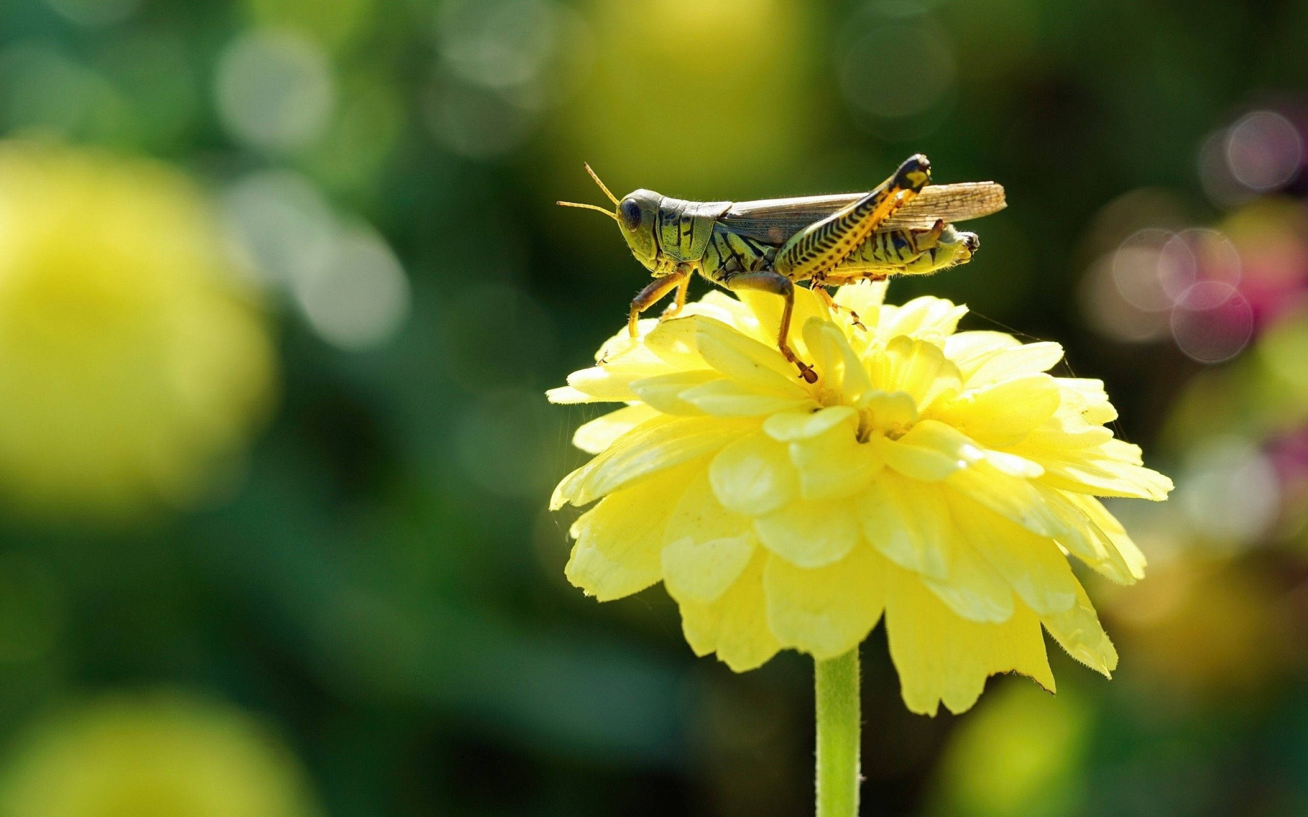 Grasshopper, yellow zinnia flower, vibrant green, 2K Desktop Wallpaper