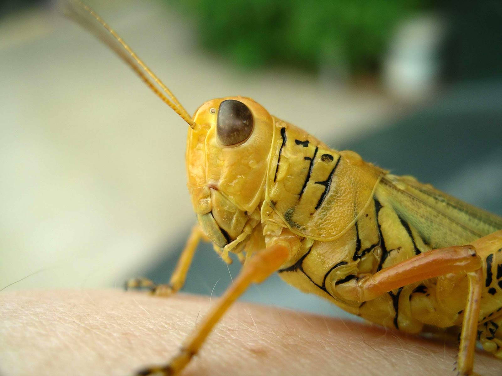 yellow grasshopper, black stripes, human skin, HD Desktop Wallpaper