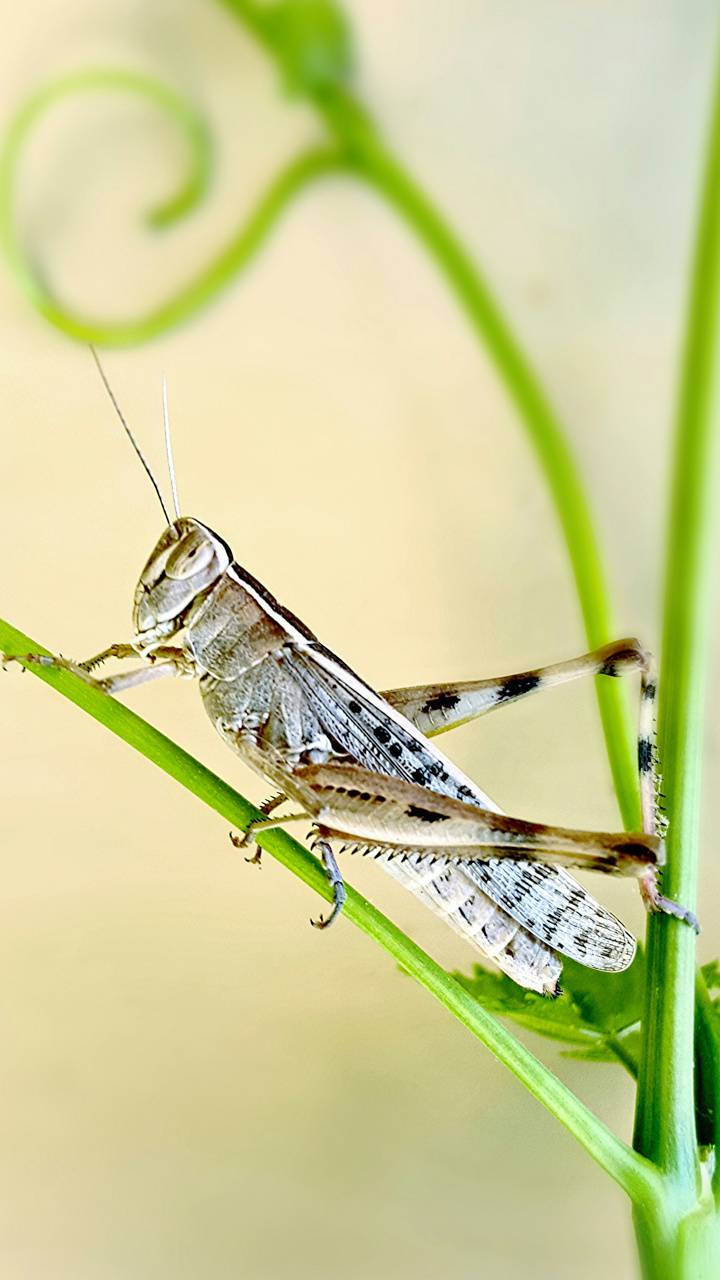 White And Black Grasshopper, grasshopper, vibrant green vine, HD Phone Wallpaper