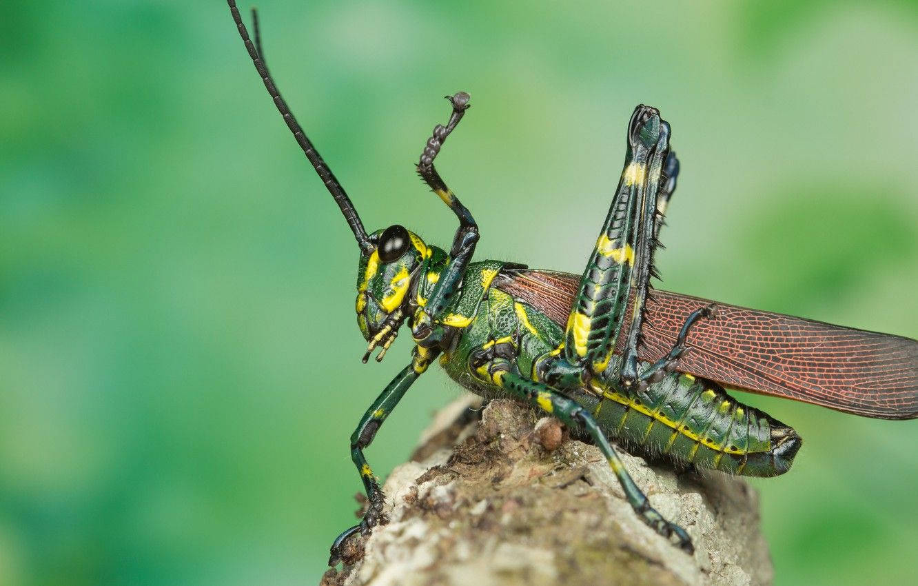 Red-Winged Grasshopper, vibrant green, yellow, HD Desktop Wallpaper