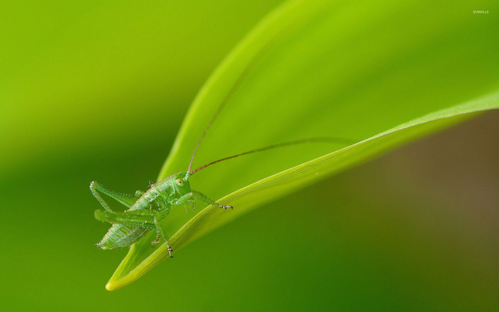 Grasshopper, yellow green leaf, vibrant lime leaf, Full HD Desktop Wallpaper