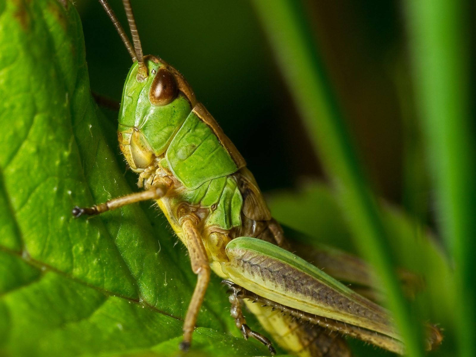 grasshopper, leaf, intricate textures, HD Desktop Wallpaper