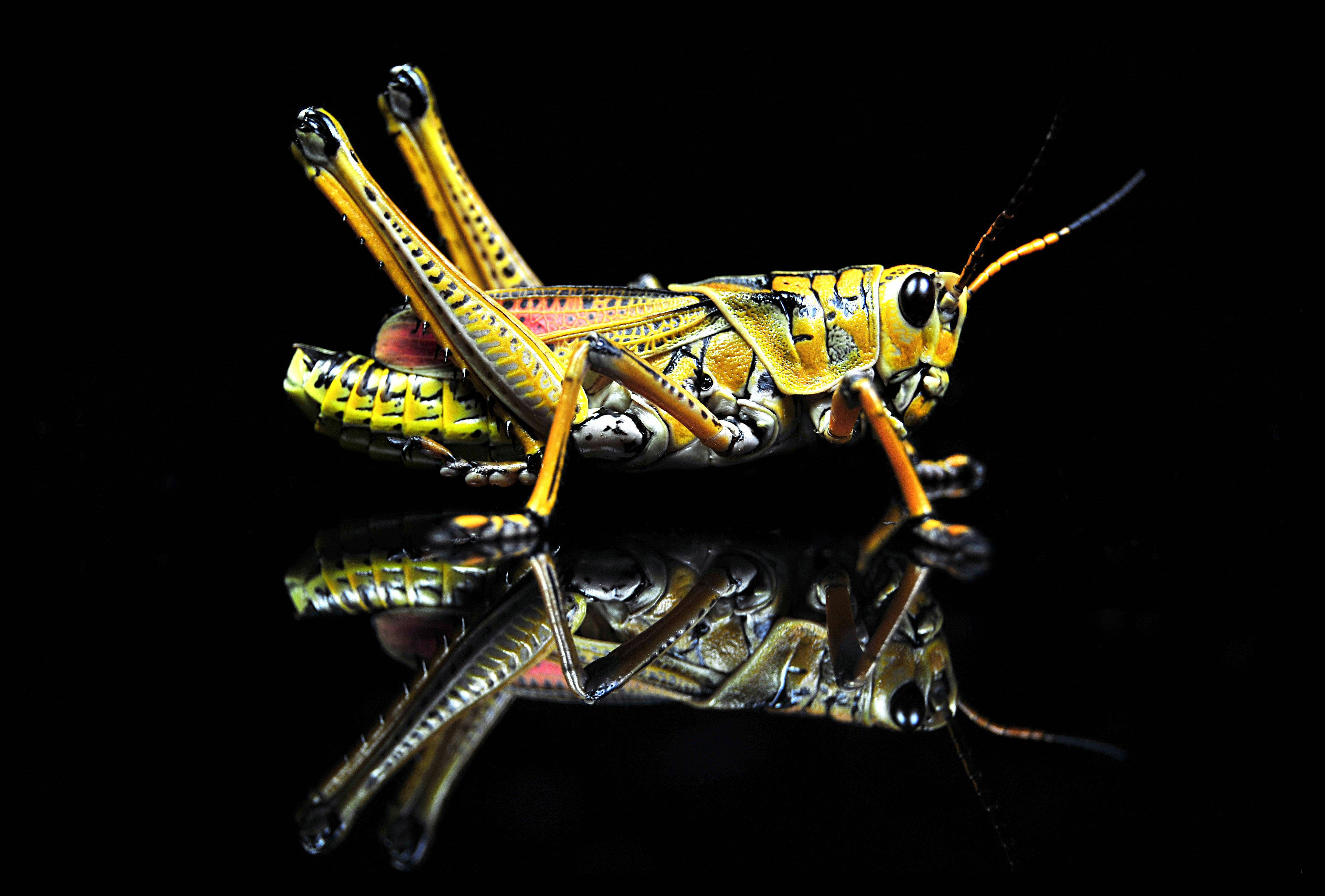 Grasshopper, black reflection, vibrant yellow, 4K Desktop Wallpaper