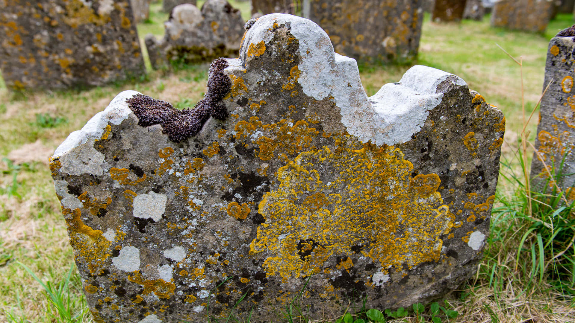 Gravestone, yellow lichen, purple lichen, Full HD Desktop Wallpaper