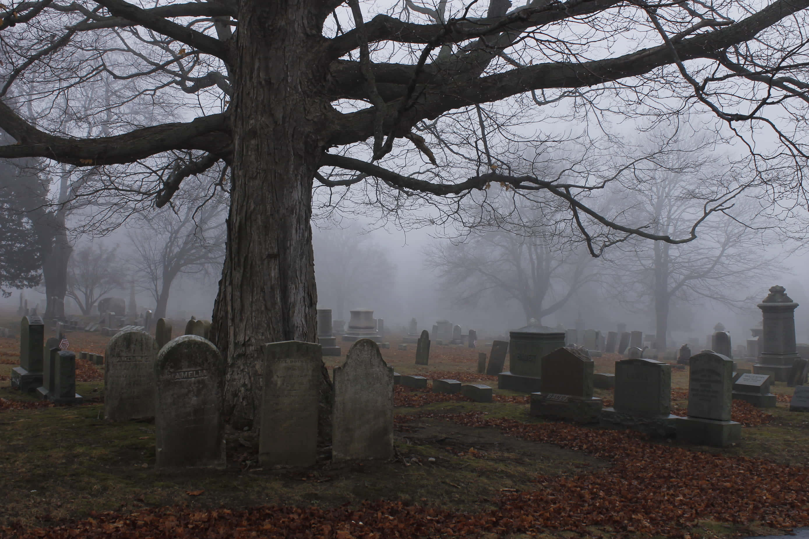 Gravestone, Foggy Cemetery, Bare Tree Branches, 2K Desktop Wallpaper