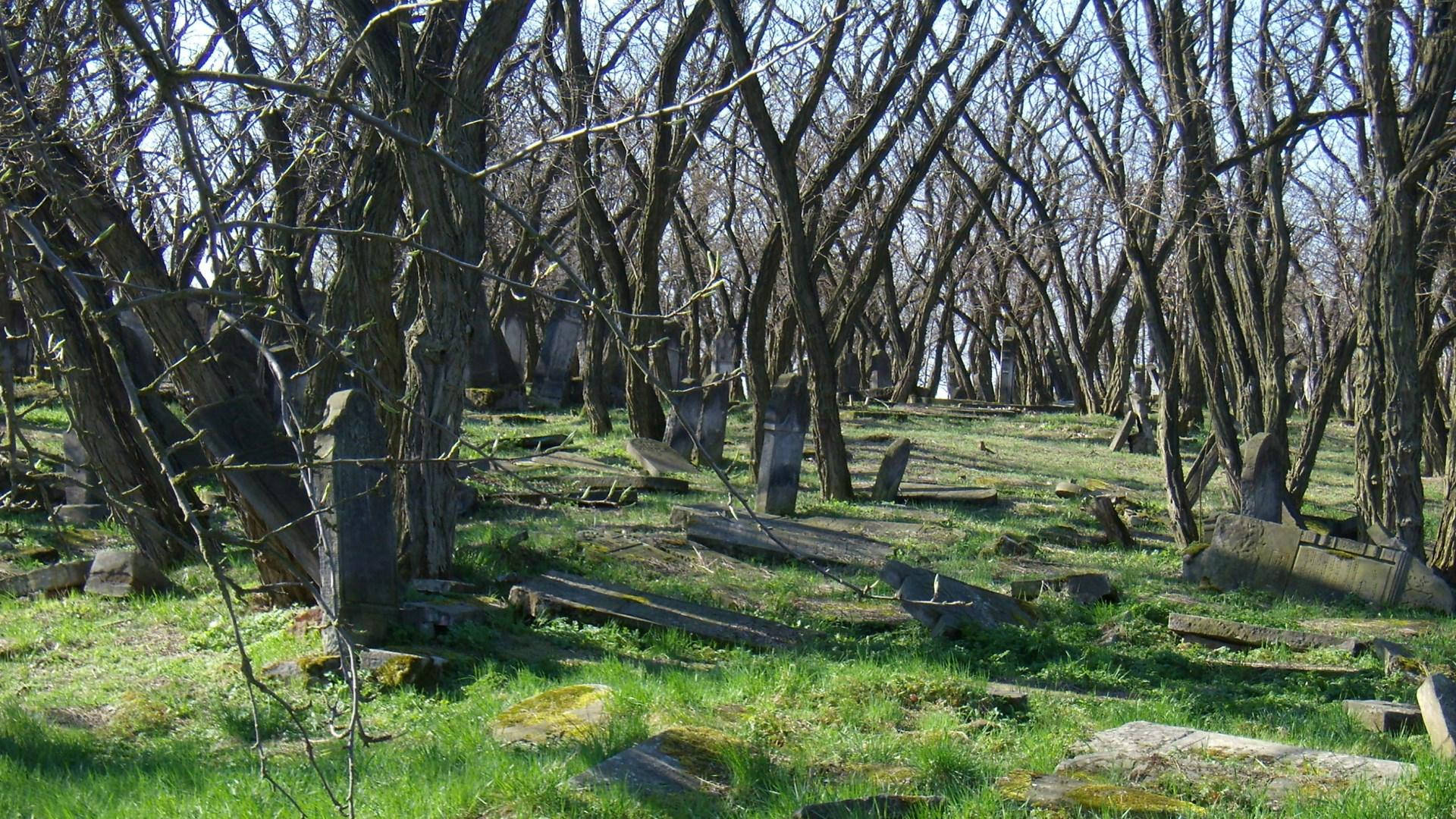 Graveyard, trees, sunlight, Full HD Desktop Wallpaper
