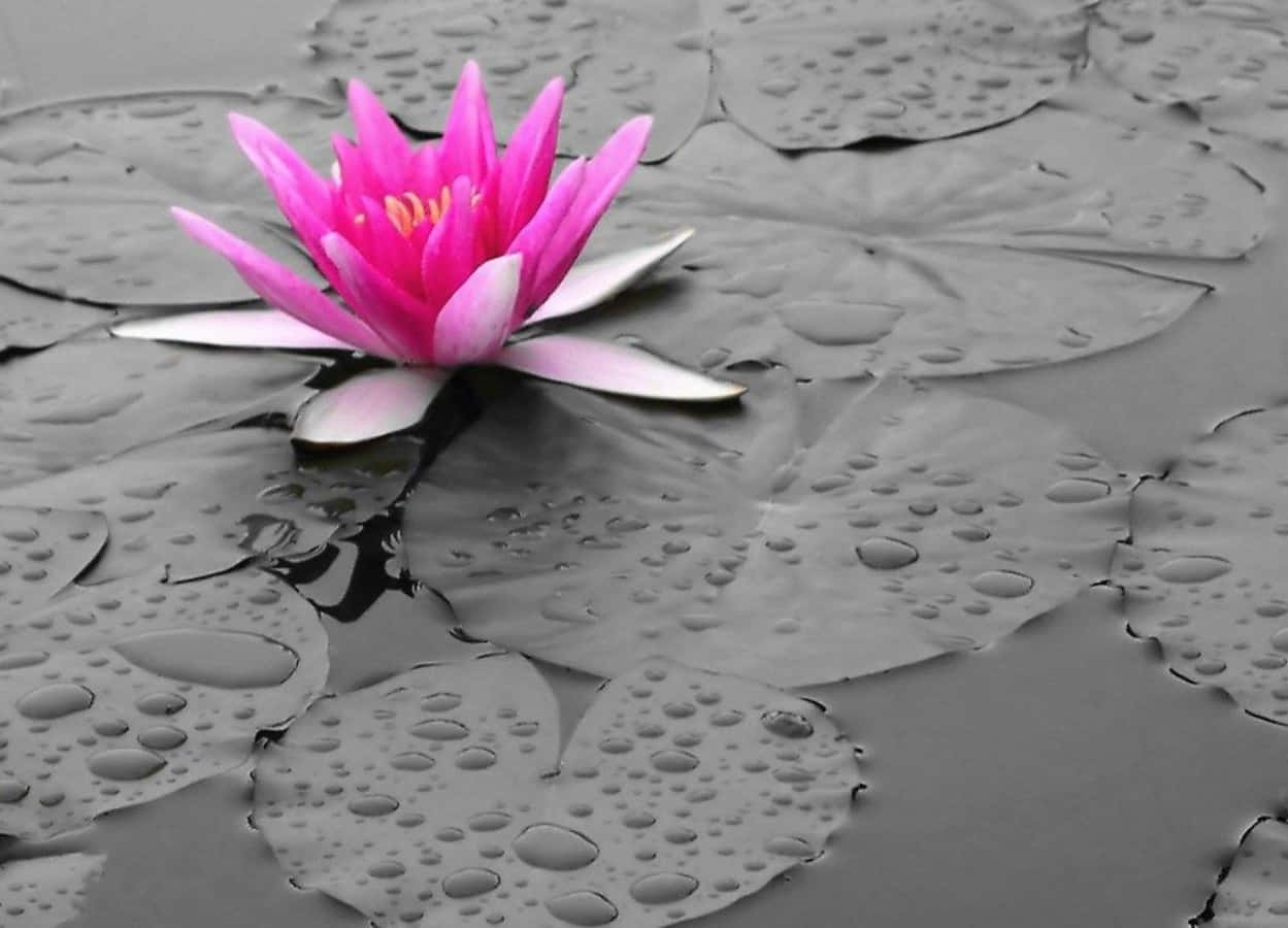 Gray And Pink, vibrant pink water lily, monochrome lily pads, SD Desktop Wallpaper