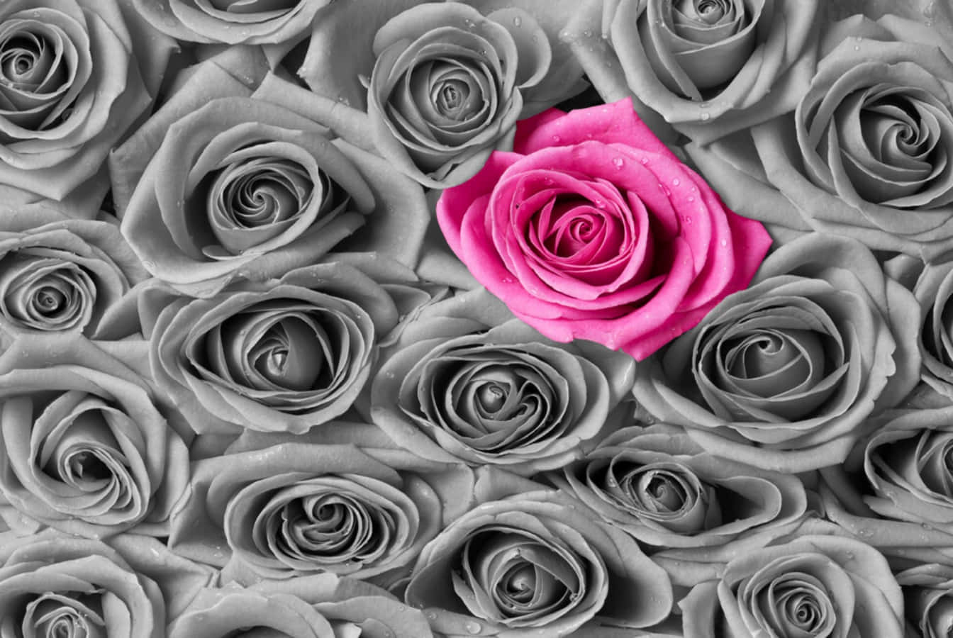 vibrant pink rose, monochrome roses, dewdrops, HD Desktop Wallpaper