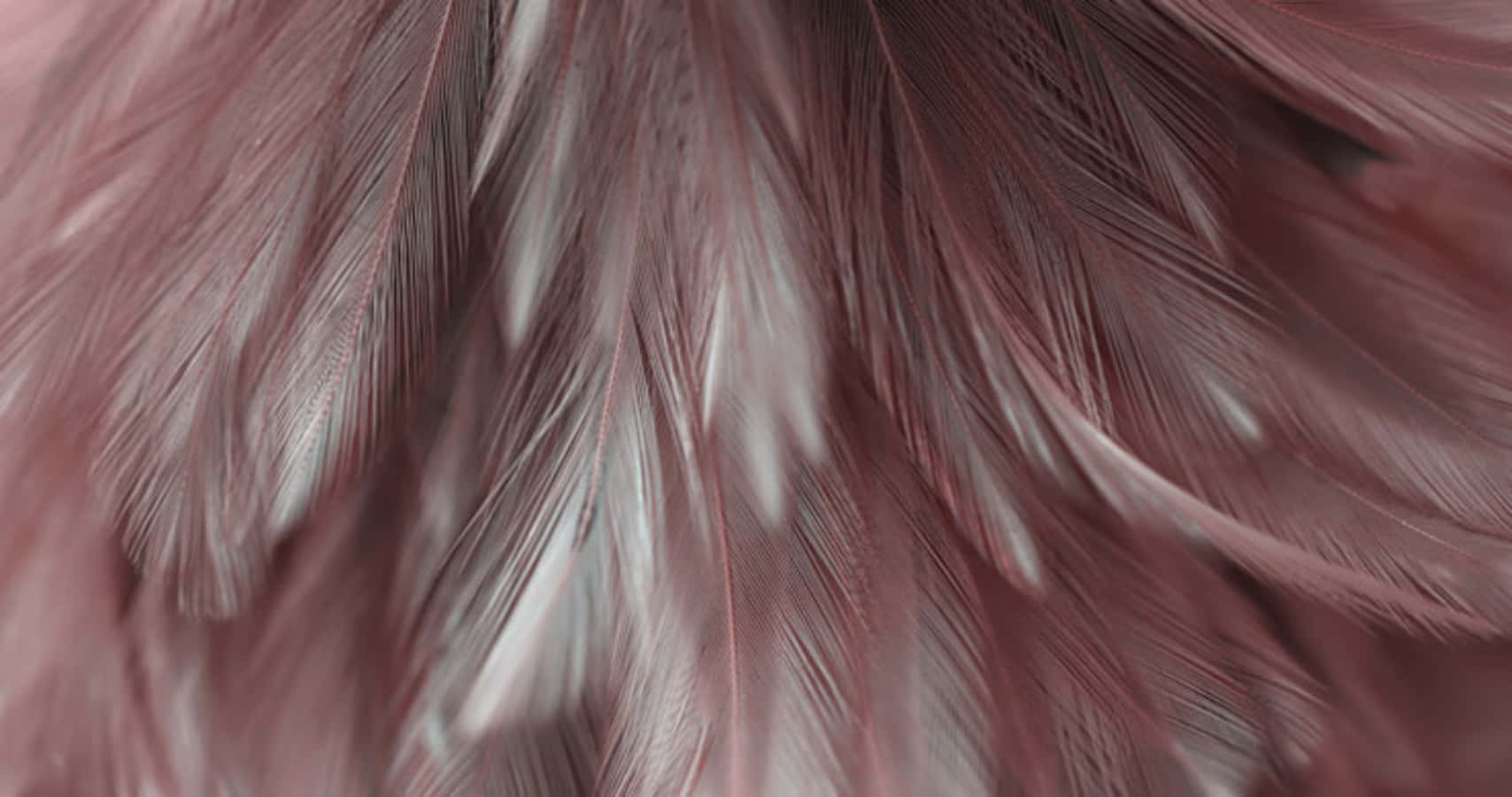gray and pink, soft pink, white feathers, HD Desktop Wallpaper