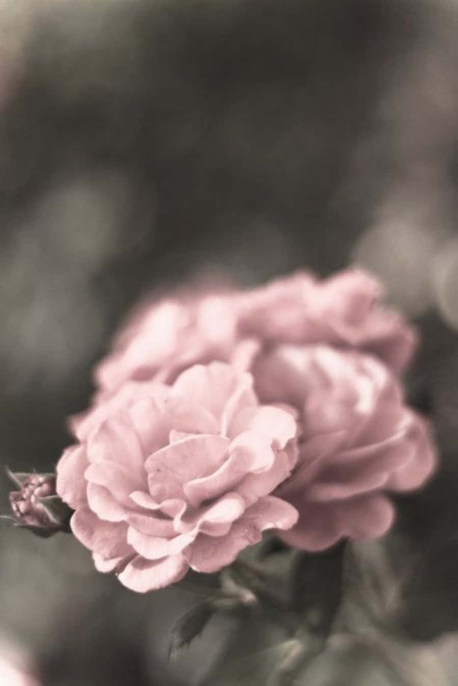Gray and Pink, soft pink roses, muted gray background, HD Phone Wallpaper