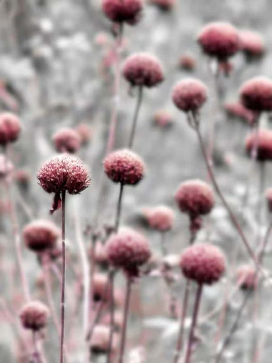 Gray And Pink, pink spherical flower heads, slender stems, SD Phone Wallpaper