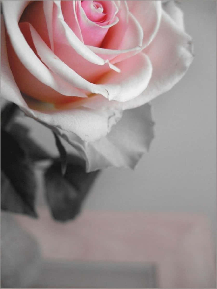 Gray And Pink, soft pink rose, delicate white edges, SD Phone Wallpaper