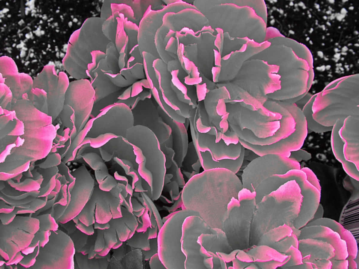 Gray and Pink, succulent leaves, vibrant pink edges, SD Desktop Wallpaper