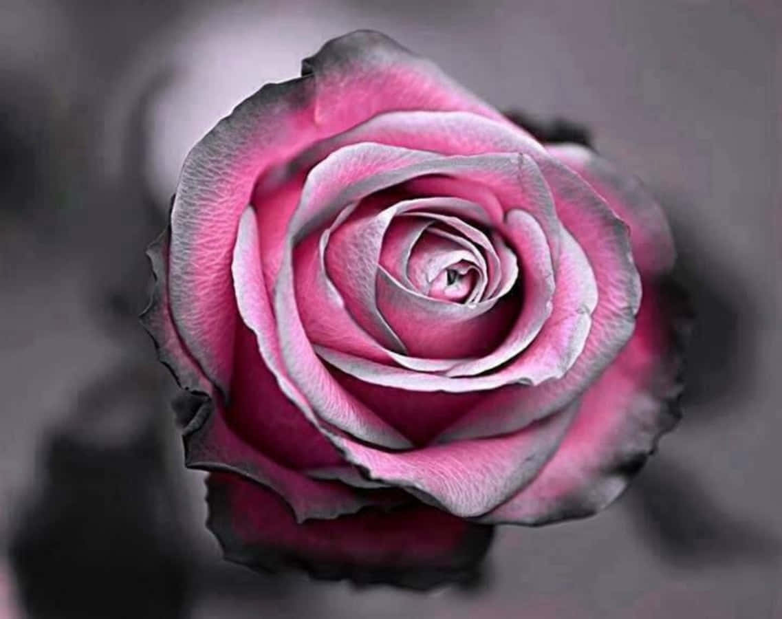 gray and pink, pink rose, darkened edges, SD Desktop Wallpaper