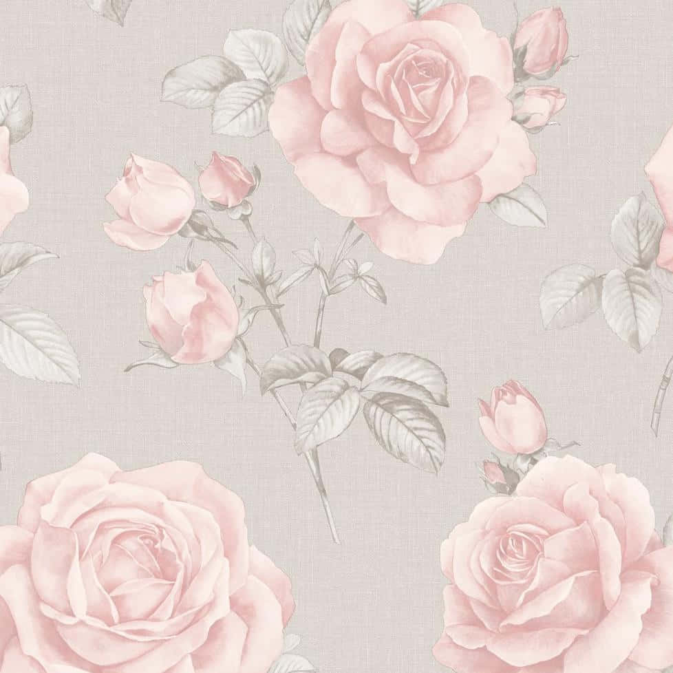 gray, pink, soft pink roses, SD Desktop Wallpaper