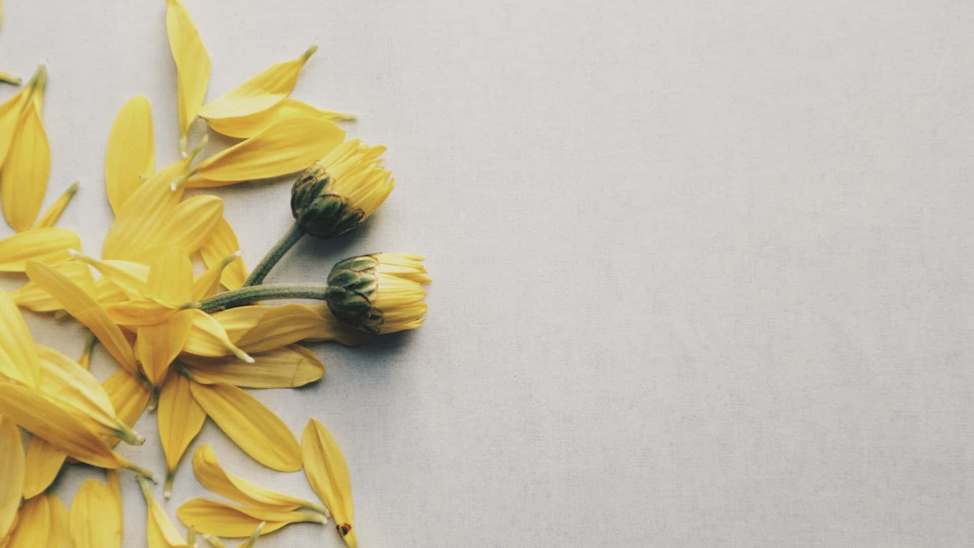 yellow daisy petals, buds, soft gray textured surface, Full HD Desktop Wallpaper