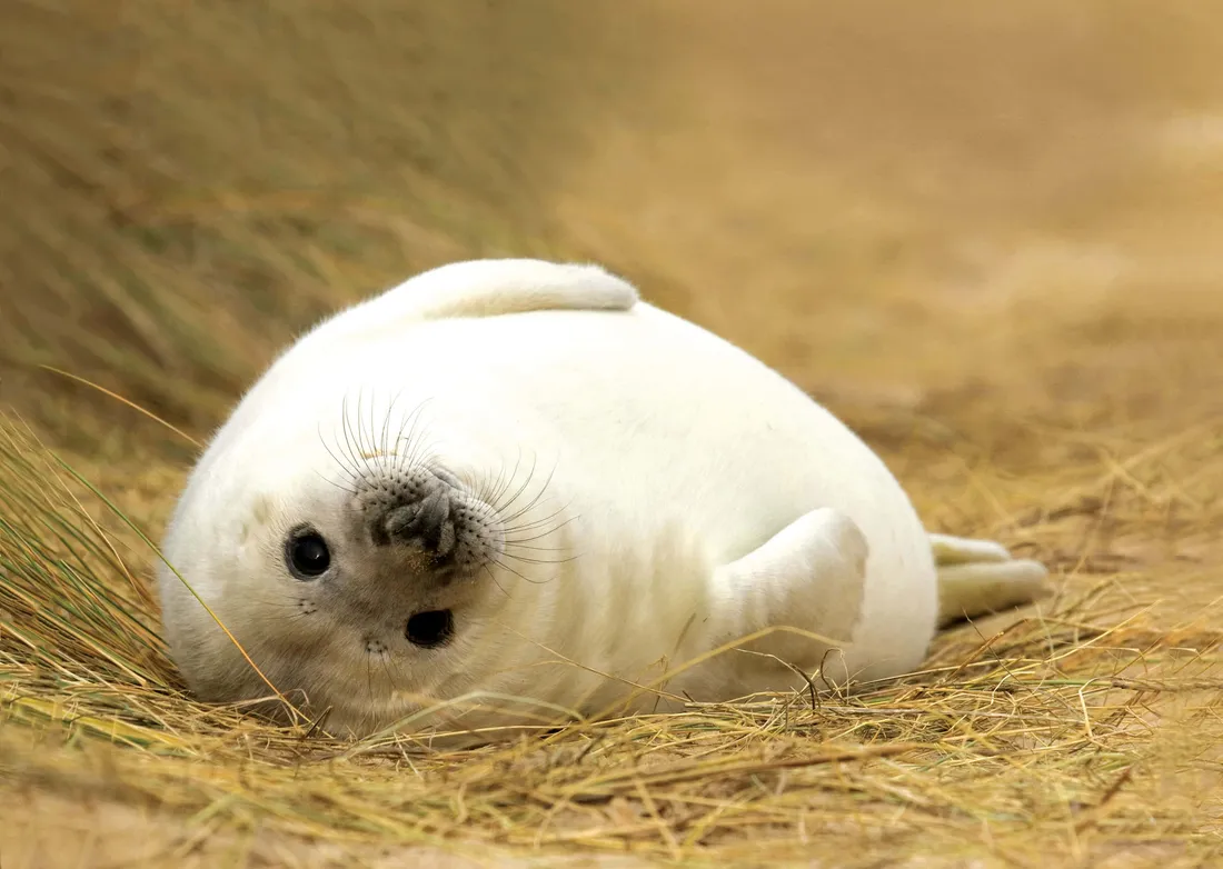 Gray Seal