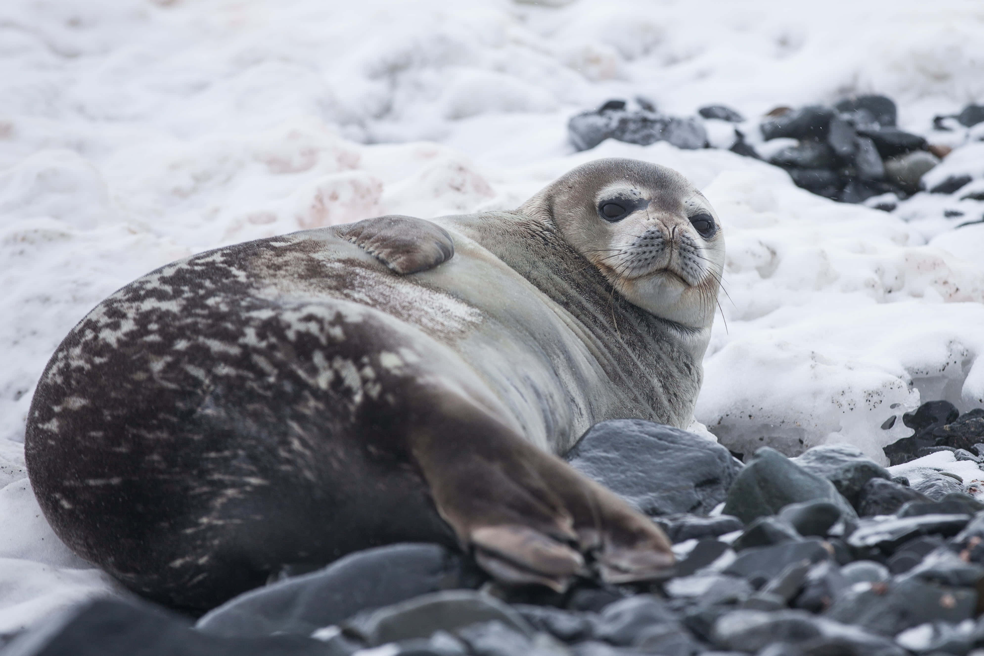 Gray Seal, snow-dusted rocks, cold arctic landscape, 4K Desktop Wallpaper