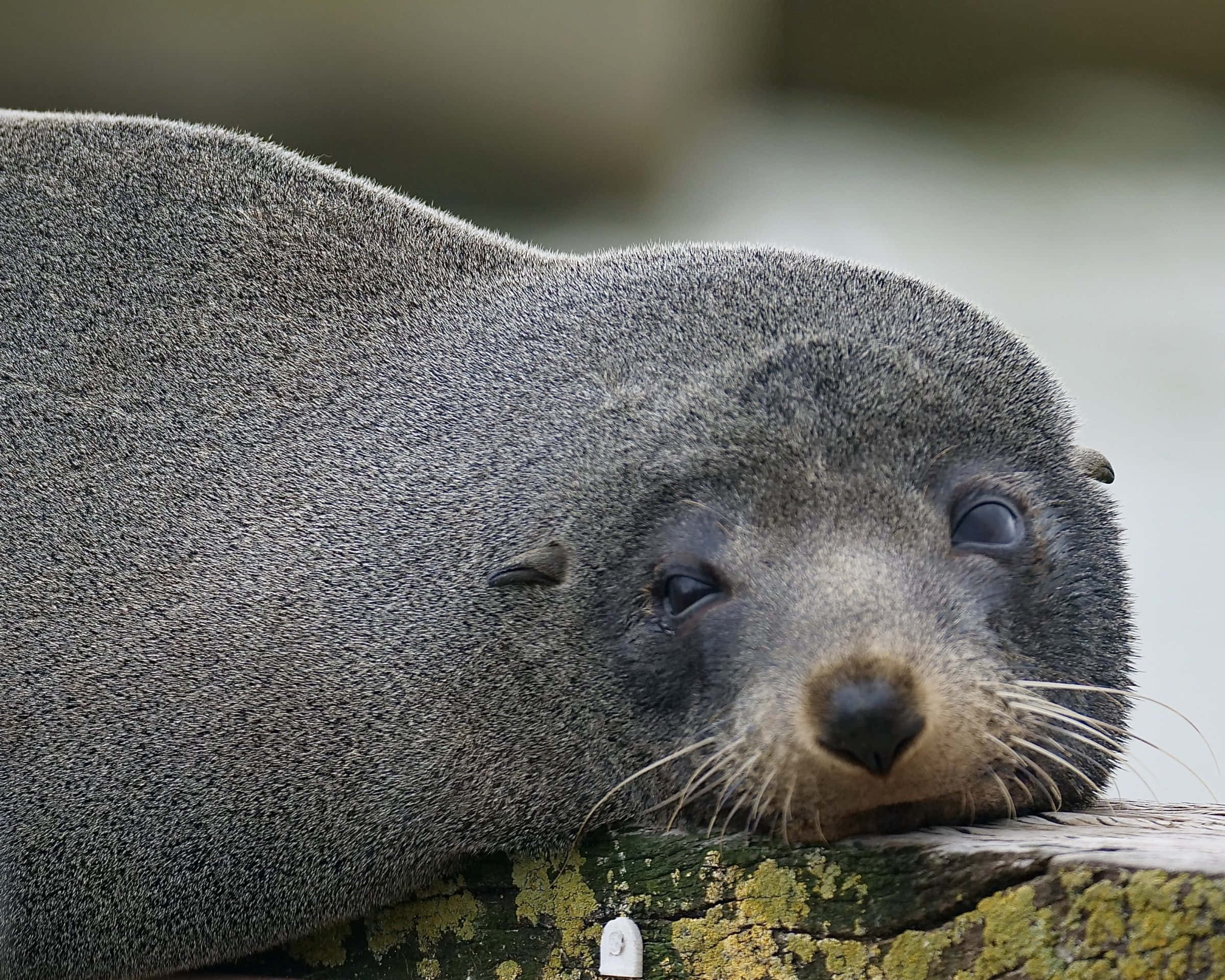 gray seal, mossy log, calm gaze, Full HD Desktop Wallpaper