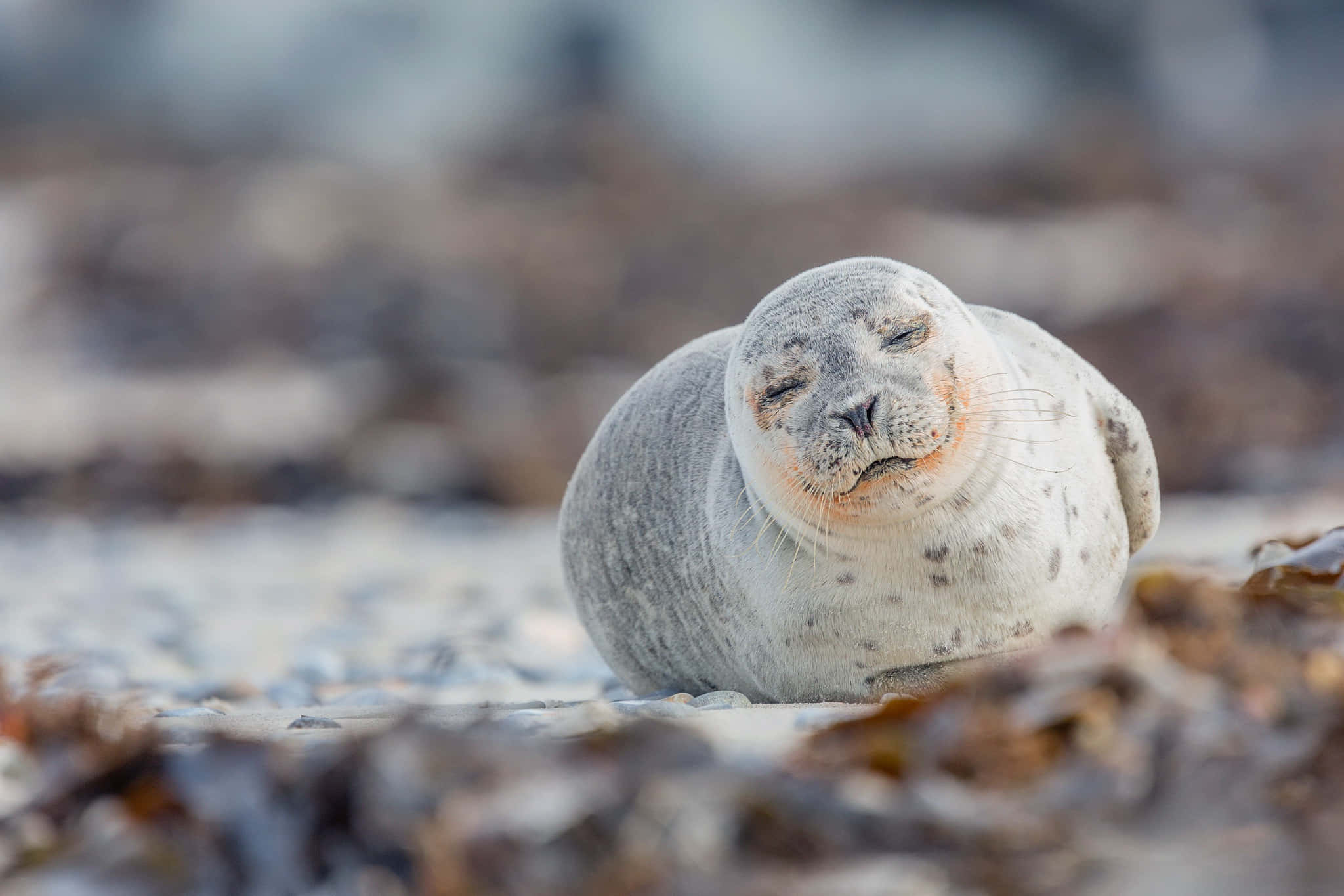 Gray Seal, rocky beach, seaweed, Full HD Desktop Wallpaper