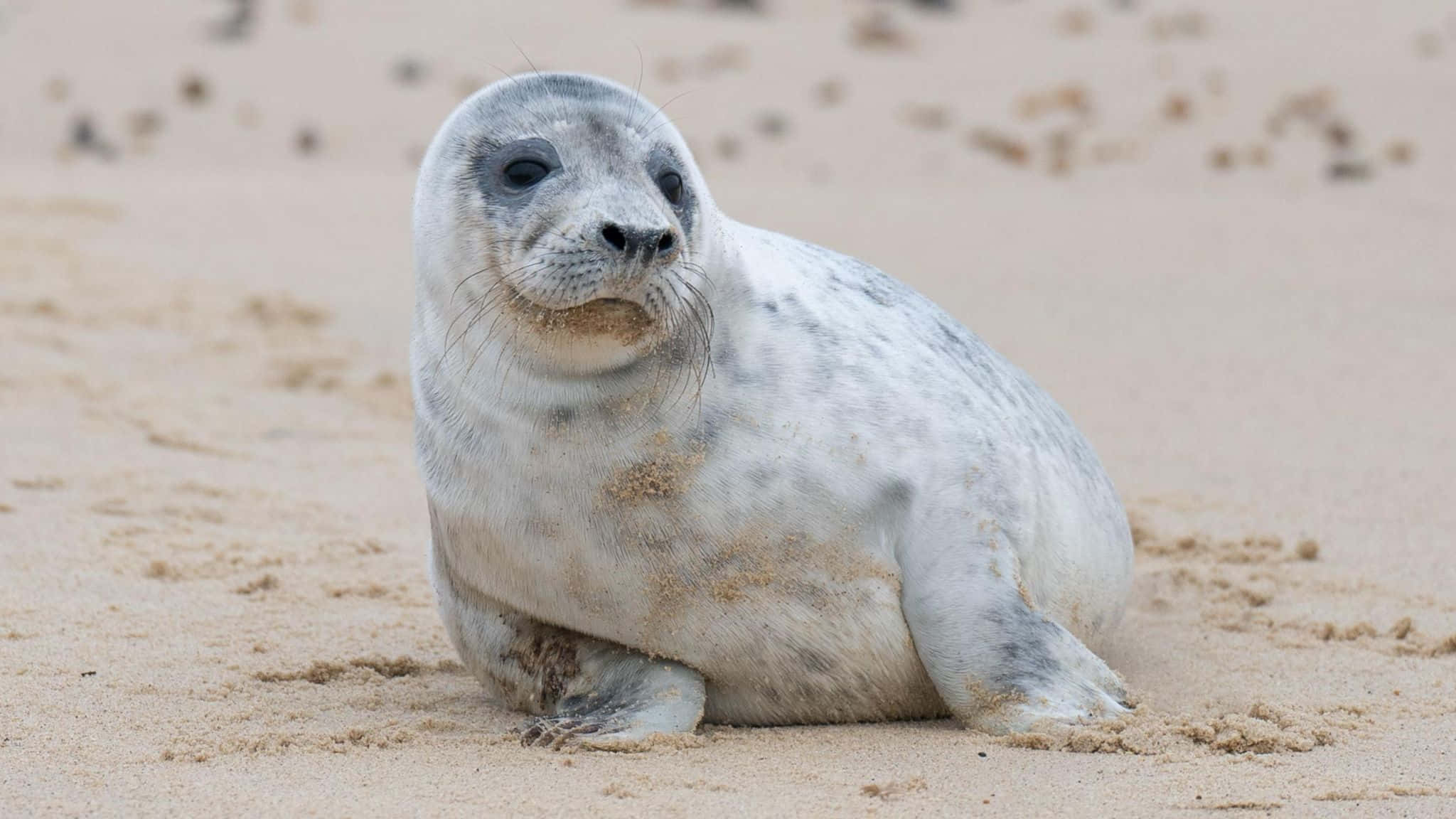 Gray Seal, spotted fur, sandy beach, Full HD Desktop Wallpaper