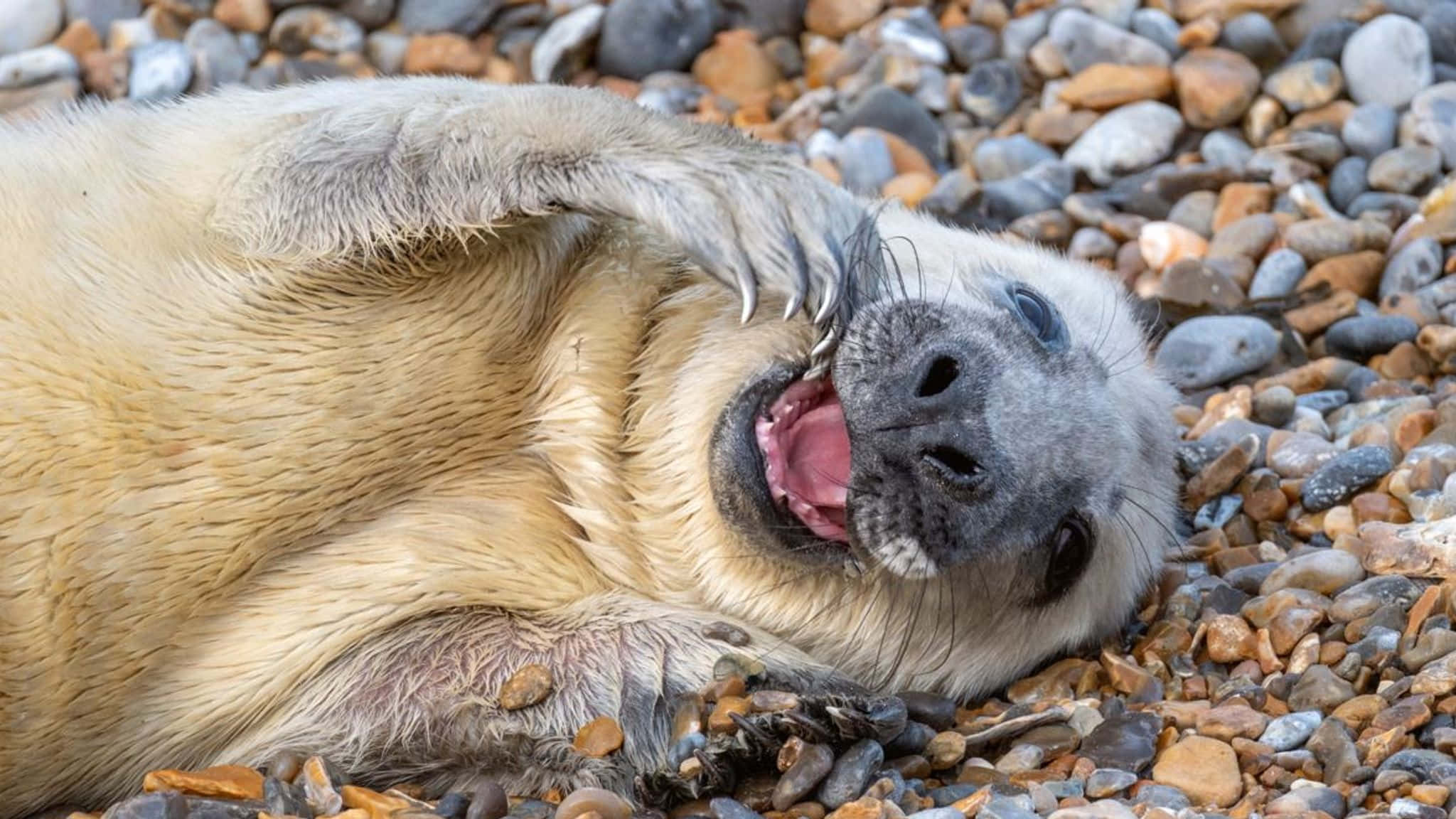 Gray Seal, pebble beach, flipper, Full HD Desktop Wallpaper